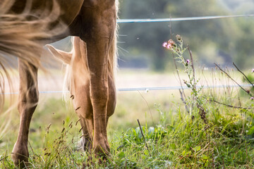 Horse eats plants and herbs -  summer - the pasture -Carduus acanthoides - obrazy, fototapety, plakaty