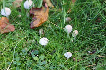 mushroom in the forest, mushroom in the grass