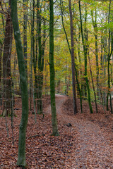 Trail covered with leaves in autumn forest