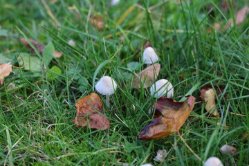 mushroom in the forest, mushroom in the grass