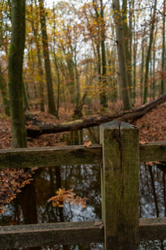 Leave on railing of a bridge crossing a creek in the forest © Rogier