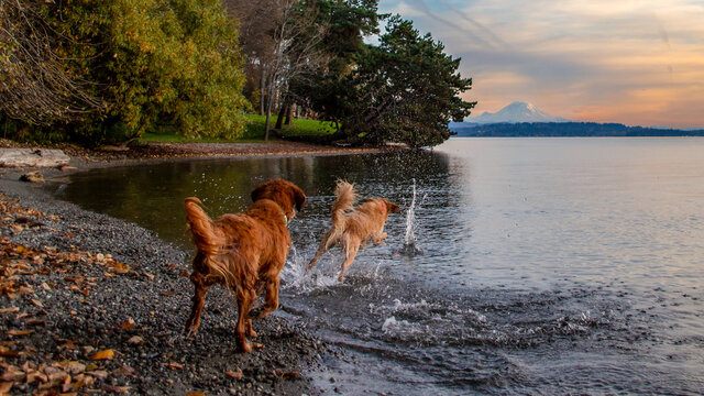 Dogs Playing in the Lake 