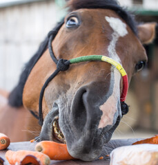 Funny horse eats carrots - portrait - eye - colorful halter - stable - wood