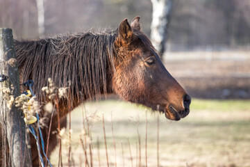 Arabian horse in winter in the pasture - portrait - fence - hay