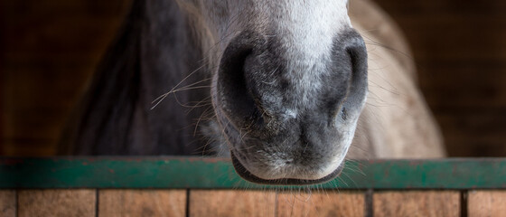 Horse nostrils - detail - box door - stable