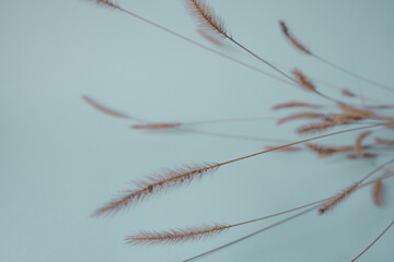 wildflower , meadow on blue pastel colorful background, top view, copy space, flat lay, banner