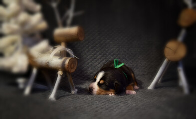 a small puppy is lying next to Santa's reindeer. great Swiss mountain dog