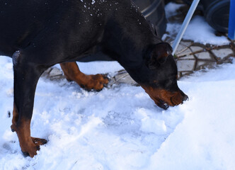 big black dog eating snow in the yard. Doberman