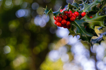 Closeup of fresh holly berries 