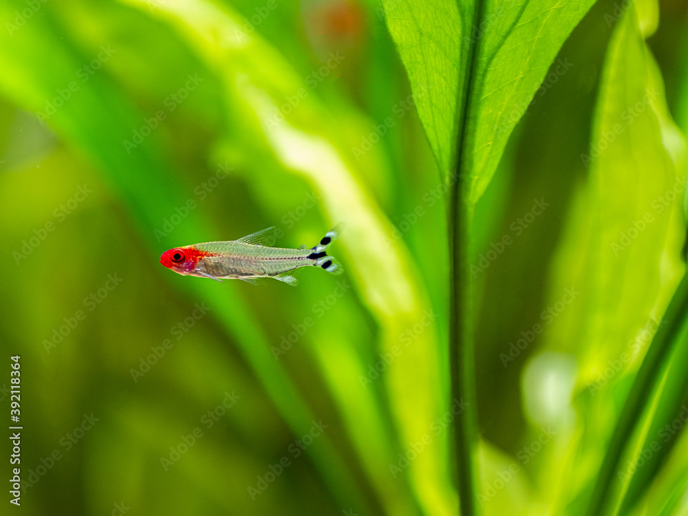 Poster Rummy-nose tetra (Hemigrammus rhodostomus) on a fish tank with blurred background - Posters