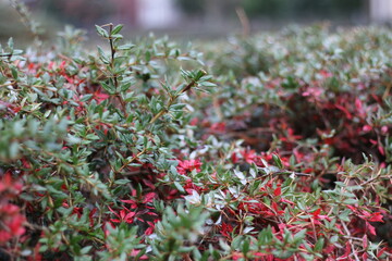 Naklejka premium red and green leaves, red and yellow flowers