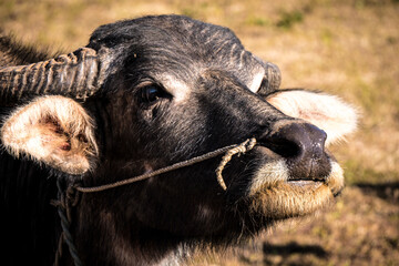 Buffalo close-up in myanmar