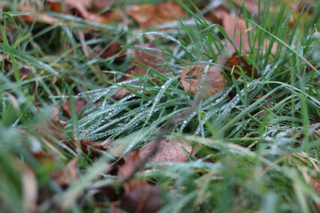 frost on the grass