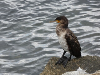 Great cormorant - continental (Phalacrocorax carbo sinensis) standing on the rock, Gdynia, Poland