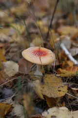 fly mushroom