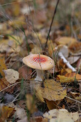 red cap mushroom