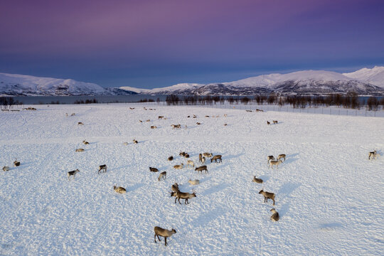 Reindeer farm from Norway