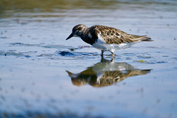 Ruddy turnstone mirroring in a lake