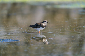 Ruddy turnstone standing in a lake