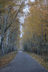 road and 2 sides grow birch trees, autumn