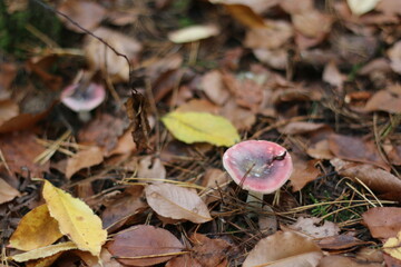 mushroom in the forest pink and white