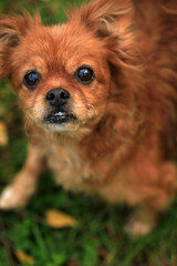 Portrait of cute fluffy dog