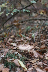 mushroom in the forest in the leaves