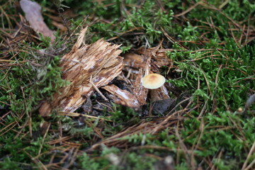brown little mushroom grew up in the village