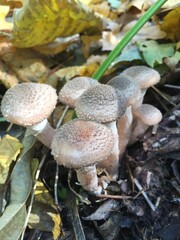 mushroom in the forest