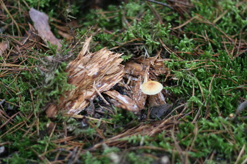 brown little mushroom grew up in the village