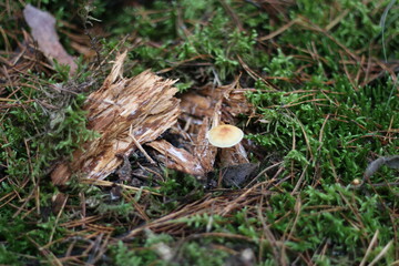 brown little mushroom grew up in the village