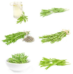 Set of rosemary on white