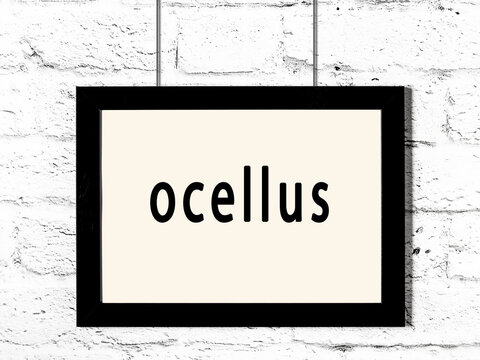 Black frame hanging on white brick wall with inscription ocellus