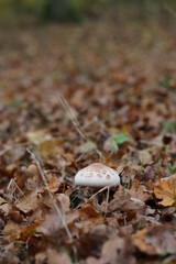 the mushroom brown color in the leaves