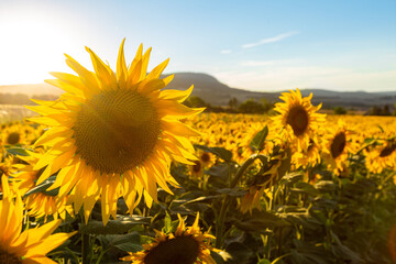 Sunflowers field in summer. Beautiful flowers growing in the sun. Concept about nature, plants and flowers. 