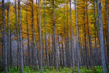 カラマツの紅葉
