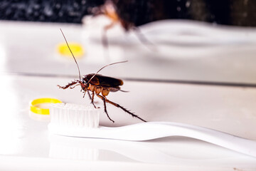 American cockroach on a toothbrush in the bathroom sink. Insect pest concept indoors