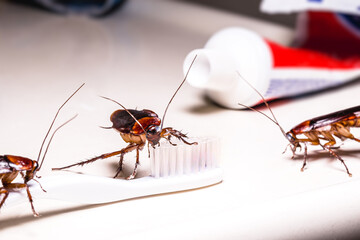 American cockroach on a toothbrush in the bathroom sink. Insect pest concept indoors