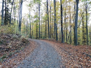 A sky into autumn sunset