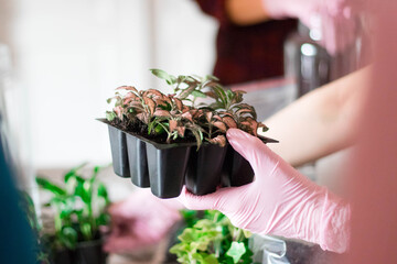 Florist is holding small flowerpots of Fittonia in her hands close-up. Floristic workshop