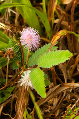 Costa Rica,  the border with Panama is the Rio Yorkin. The only way to visit the indian people is a trip by boat.