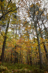 Vibrant Autumn Colors in Irish Forest