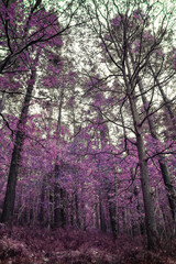 Fototapeta premium Abstract Purple Forest