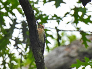 Woodpecker on a branch: Red-bellied woodpecker bird scales an oak tree branch with beak out and showing with red feathers on its head with oak green leaves in the background