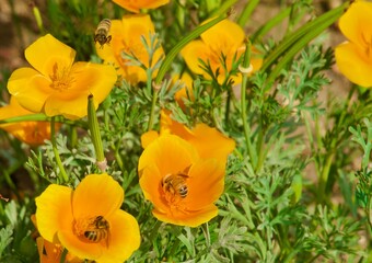 bees pollinating flowers