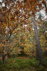 Vibrant Autumn Colors in Irish Forest
