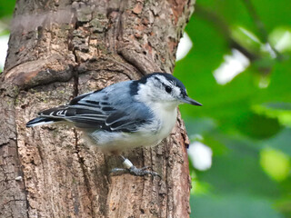 Nuthatch bird on a tree: White-breasted nuthatch bird clings to the tree trunk looking off to the side with green leaves in the background
