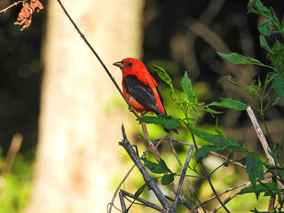 Scarlet tanager bird on a branch: Red scarlet tanager bird perched on a branch surrounded by green leaves with a tree trunk in the background