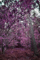 Abstract Purple Forest
