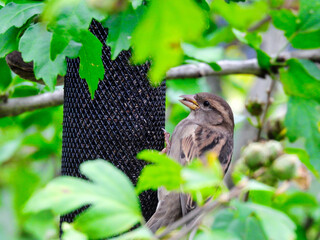 Bird on a feeder: Female house sparrow bird eats nyjer seeds from a bird seed feeder hanging in a tree surrounded by green leaves